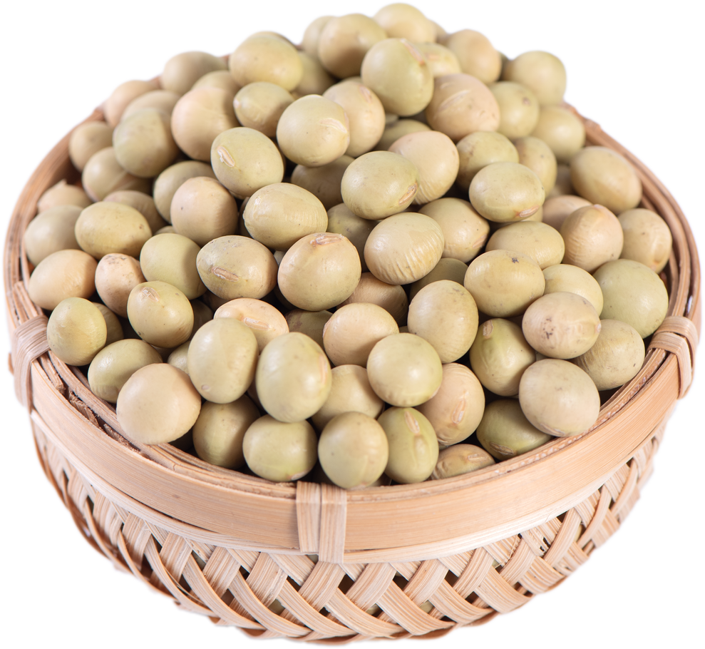 Yellow-Green Taiwanese Organic Non-GMO Soybeans, Soy Beans in a Container Isolated on White Backgorund, Close up, Clipping Path.