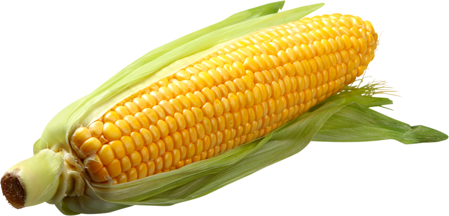 Shucked Ear of Corn